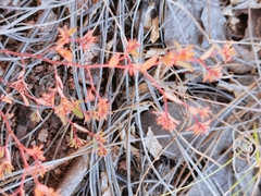 Euphorbia anychioides