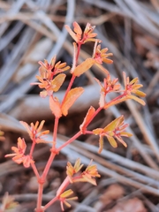 Euphorbia anychioides