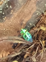 Chrysobothris wallacei