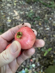 Syzygium hodgkinsoniae
