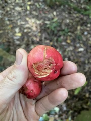 Syzygium hodgkinsoniae
