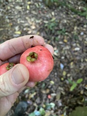 Syzygium hodgkinsoniae