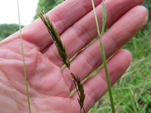 Sweet vernal grass