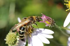 Megacampsomeris prismatica