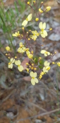 Stylidium luteum