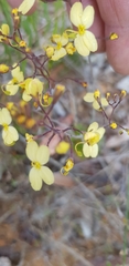 Stylidium luteum