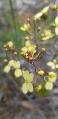 Stylidium luteum