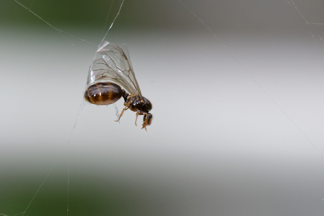 Solenopsis fugax-group