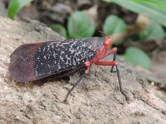 Kalidasa lanata