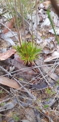 Stylidium luteum