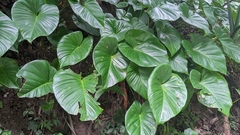 Homalomena philippinensis