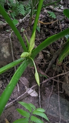 Homalomena philippinensis