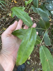 Wilkiea macrophylla