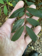 Pilidiostigma glabrum