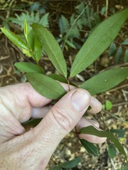 Pilidiostigma glabrum