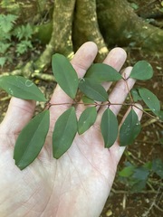 Pilidiostigma glabrum