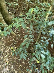 Pilidiostigma glabrum