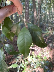 Cryptocarya sclerophylla