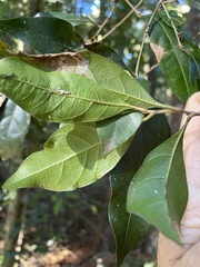 Cryptocarya sclerophylla