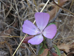 Clarkia bottae