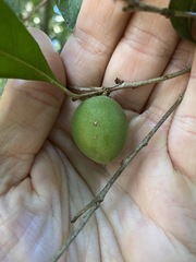 Cryptocarya sclerophylla