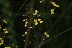 Stylidium spathulatum