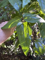 Clematis pickeringii