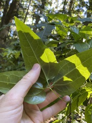Clematis pickeringii