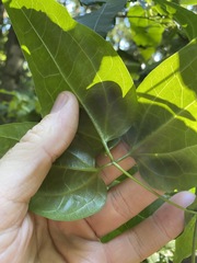 Clematis pickeringii