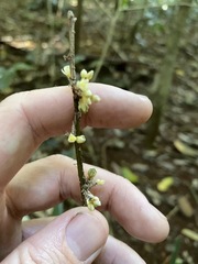 Romnalda strobilacea