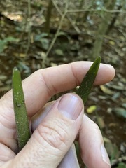 Romnalda strobilacea