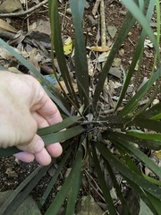 Romnalda strobilacea