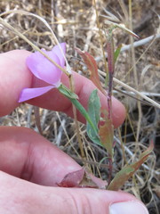 Clarkia bottae