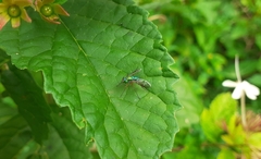 Dolichopodidae