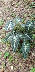Alocasia amazonica