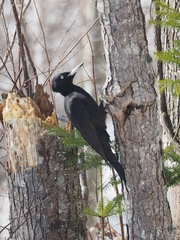 Dryocopus martius martius