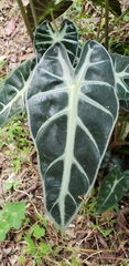 Alocasia amazonica