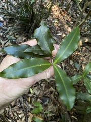 Tapeinosperma repandulum