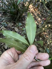 Tapeinosperma repandulum