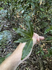 Tapeinosperma repandulum