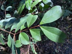 Pilidiostigma glabrum