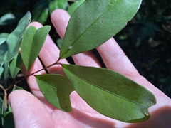 Pilidiostigma glabrum