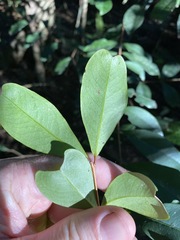 Pilidiostigma glabrum