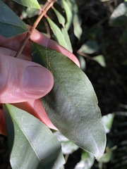 Pilidiostigma glabrum