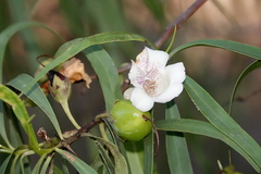 Eremophila bignoniiflora