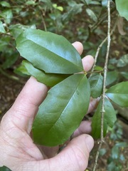 Polyosma cunninghamii