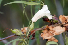 Eremophila bignoniiflora
