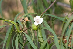 Eremophila bignoniiflora