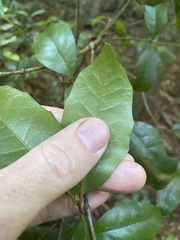 Polyosma cunninghamii