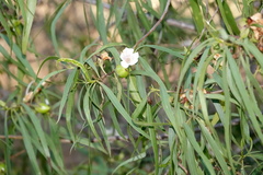 Eremophila bignoniiflora